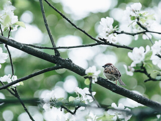 二十四节气科普小知识